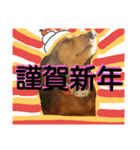 2018-Karin-stamp（個別スタンプ：2）