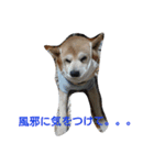 柴犬ムック4（個別スタンプ：1）