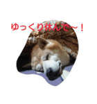 柴犬ムック4（個別スタンプ：2）