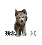 柴犬ムック4（個別スタンプ：3）