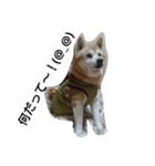 柴犬ムック4（個別スタンプ：4）