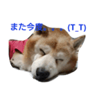 柴犬ムック4（個別スタンプ：5）