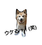 柴犬ムック4（個別スタンプ：6）
