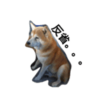 柴犬ムック4（個別スタンプ：7）