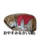 柴犬ムック4（個別スタンプ：8）