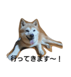 柴犬ムック4（個別スタンプ：10）