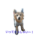 柴犬ムック4（個別スタンプ：11）