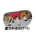 柴犬ムック4（個別スタンプ：12）