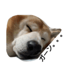 柴犬ムック4（個別スタンプ：13）