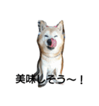 柴犬ムック4（個別スタンプ：14）