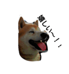 柴犬ムック4（個別スタンプ：15）
