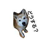 柴犬ムック4（個別スタンプ：16）