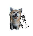 柴犬ムック4（個別スタンプ：17）