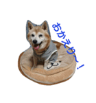 柴犬ムック4（個別スタンプ：20）