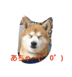 柴犬ムック4（個別スタンプ：21）