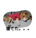 柴犬ムック4（個別スタンプ：24）