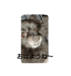 うちのクロちゃん！（個別スタンプ：1）