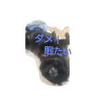 うちのクロちゃん！（個別スタンプ：5）