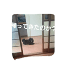 うちのクロちゃん！（個別スタンプ：6）