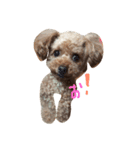 ぼくは、ぜんです。。2（個別スタンプ：4）