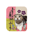 三毛猫ももちゃんのお正月（個別スタンプ：2）