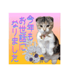 三毛猫ももちゃんのお正月（個別スタンプ：5）