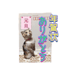 三毛猫ももちゃんのお正月（個別スタンプ：8）