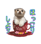 三毛猫ももちゃんのお正月（個別スタンプ：16）