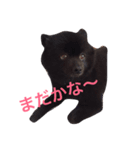 かわいいやつらが大集合！みんなで使おぅ！（個別スタンプ：3）