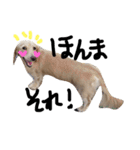 Lovely dog kanna1（個別スタンプ：1）