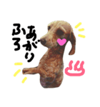 Lovely dog kanna1（個別スタンプ：2）