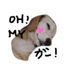 Lovely dog kanna1（個別スタンプ：3）