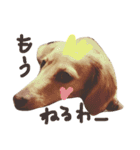 Lovely dog kanna1（個別スタンプ：5）