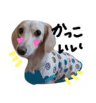 Lovely dog kanna1（個別スタンプ：7）