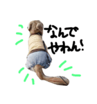Lovely dog kanna1（個別スタンプ：8）