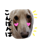 Lovely dog kanna1（個別スタンプ：10）