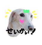 Lovely dog kanna1（個別スタンプ：11）