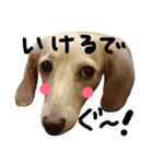 Lovely dog kanna1（個別スタンプ：12）