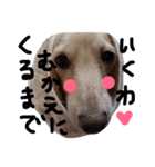 Lovely dog kanna1（個別スタンプ：13）