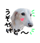 Lovely dog kanna1（個別スタンプ：14）
