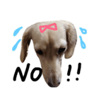 Lovely dog kanna1（個別スタンプ：16）