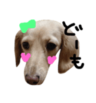 Lovely dog kanna1（個別スタンプ：17）