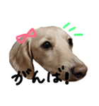 Lovely dog kanna1（個別スタンプ：18）
