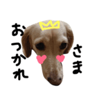 Lovely dog kanna1（個別スタンプ：19）