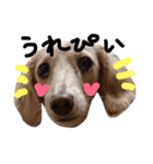 Lovely dog kanna1（個別スタンプ：20）