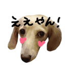 Lovely dog kanna1（個別スタンプ：22）