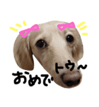 Lovely dog kanna1（個別スタンプ：23）