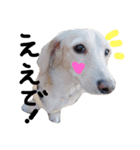 Lovely dog kanna1（個別スタンプ：24）