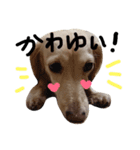 Lovely dog kanna1（個別スタンプ：25）