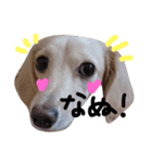 Lovely dog kanna1（個別スタンプ：26）